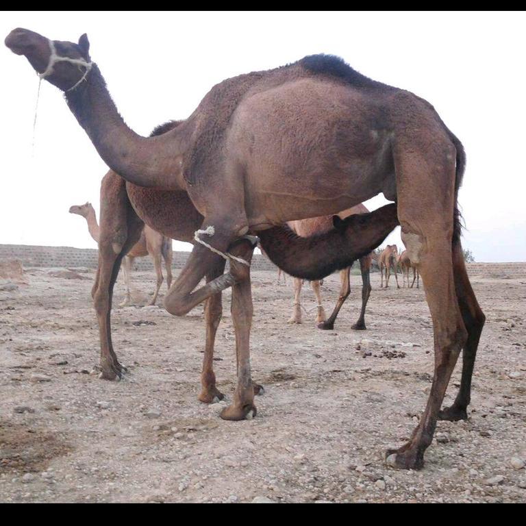 Hotel Fotiya Jaisalmer Eksteriør billede